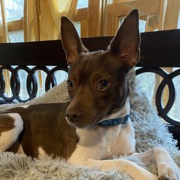 Sammi - Rat Terrier