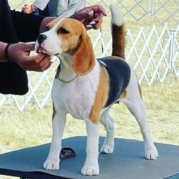 Beagle puppies from StillCreek