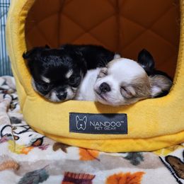 Chihuahua Puppies from Pretty Little Chis