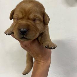 Pink - Yellow female Labrador Retriever puppy in Husser, Louisiana from Kristen