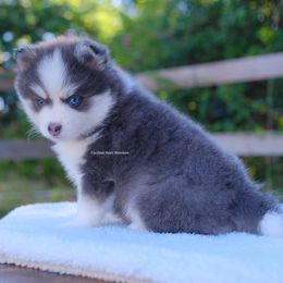 Casanova - Blue male Pomsky puppy in Boca Raton, Florida from Cardinal Point Pomskies