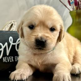 Aurora - Light golden female Golden Retriever puppy in Doniphan, Missouri from Stockford’s Golden Retrievers
