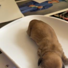 Boy 1 - Chocolate and cream male Dachshund puppy in Pueblo, Colorado from Nikas Baby Beanz LH Dachshunds