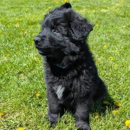 Archie - Black male German Shepherd puppy in Waterloo, New York from Von Nikolaos German Shepherds