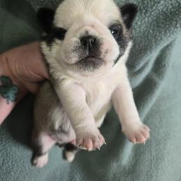 Boy 1 Panda - Brindle male Pug puppy in Auburn, Kentucky from Prentice Family Pugs