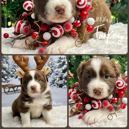 (6) Turkey - Red tri female Miniature Australian Shepherd puppy in Huntington, Texas from JKKJ Farms