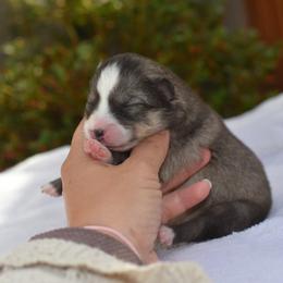 Kiara - Wolf sable female Pomsky puppy in Coos Bay, Oregon from Ocean View Pomskies