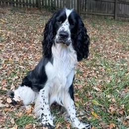English Springer Spaniels from House Tiner Springers