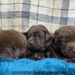 Light Purple - Chocolate female Labrador Retriever puppy in Beaverdam, Virginia from Riverside Sunset Labrador Retrievers