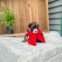 Aspen - Sable female Bernedoodle puppy in Buda, Illinois from Hamilton Farm Doodles