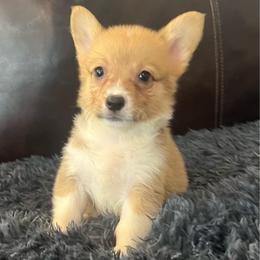 WM M1 - Red male Pembroke Welsh Corgi puppy in Stockton, Iowa from Infinity Corgis