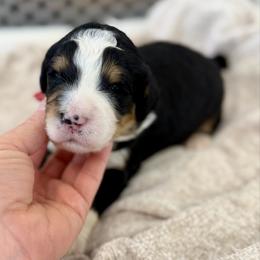 Mr. Fearless - Tri-color male Bernedoodle puppy in Hegins, Pennsylvania from Bubbling Springs Doodles, LLC