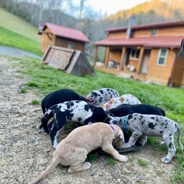 Great Dane Puppies from Mountain Valley Danes