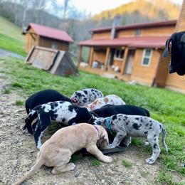 Great Dane Puppies from Mountain Valley Danes