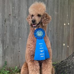 Poodles from Rosewood Standard Poodles