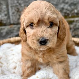 Red - Apricot female Australian Labradoodle puppy in Auburn, Washington from West Valley Labradoodles