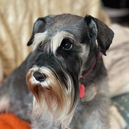 Mystie - Miniature Schnauzer