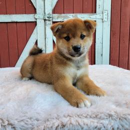 Hoshi - Red male Shiba Inu puppy in Sacramento, California from Shiba Inu of Matrix