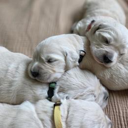 2nd Girl - Light golden female Golden Retriever puppy in Decatur, Indiana from Sporting Ridge K9’s