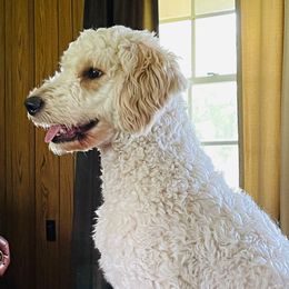 Callie - Goldendoodle