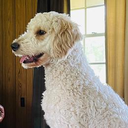 Callie - Goldendoodle