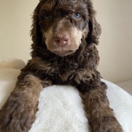 Poodle Puppies from Lenca Kennels