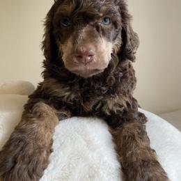 Poodle Puppies from Lenca Kennels