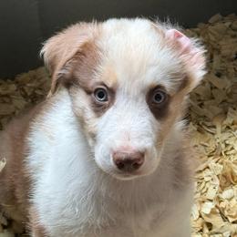 Spud - Red merle male Australian Shepherd puppy in Altmar, New York from E&C Australian Shepherds