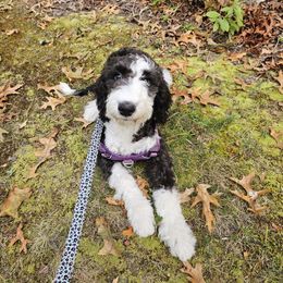 Ireland - Sheepadoodle puppy in Egg Harbor City, New Jersey from Doodles by Starlight