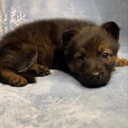Purple color - Sable female German Shepherd puppy in Marion, Ohio from Legacy K9’s