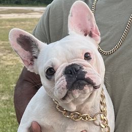 Ivy - French Bulldog