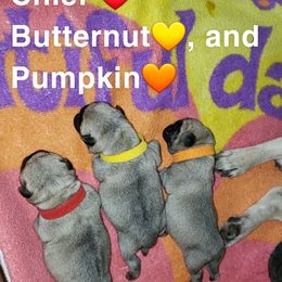 Pug Puppies from Rachael Kruse