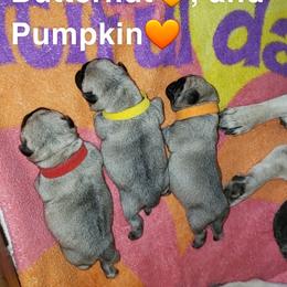 Pug Puppies from Rachael Kruse