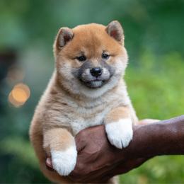 Hawkins - Red male Shiba Inu puppy in Hephzibah, Georgia from Evenfalls Shiba Inu