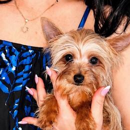 Tiny - Gold male Yorkshire Terrier puppy in Cape Coral, Florida from Katherine’s Yorkies and Poodles