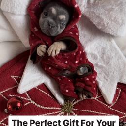 Princess Diana - French Bulldog puppy in San Francisco, California from Bossalini French Bulldogs
