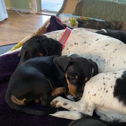 Dachshund Puppies from Winnie’s Doxys