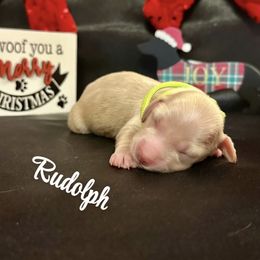 Rudolph - Cream male Dachshund puppy in Biloxi, Mississippi from Southern Doxies Ms