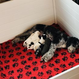 Goldendoodle Puppies from DM Hilltop FURfamily