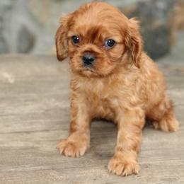 Male 2 - Ruby male Cavalier King Charles Spaniel puppy in Toccoa, Georgia from Ruby and Black Cavaliers