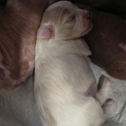 Freedom - White and chocolate female Chinese Crested puppy in Frederick, Maryland from Lovable Cresteds