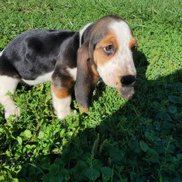 Girl 6 - Black white and brown Basset Hound puppy in Iowa from J&J Beautiful Basset Hounds