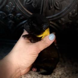 Yellow collar - Silver female Pug puppy in Tucson, Arizona from Furever Friends