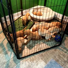 "Stage 2 of potty box training & intro to a night time pen" Labrador Retriever Puppies from Victory Retrievers