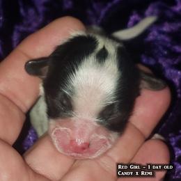 AKC - Red Girl - White black and tan female Papillon puppy in Cadiz, Kentucky from Tiny Treasures Papillons