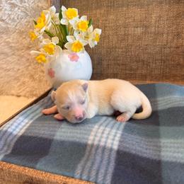 Female 3 - Black and white female Pomsky puppy in Bucyrus, Missouri from Hill Top Pomskies