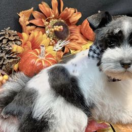 Miniature Schnauzers from 2M Miniature Schnauzers