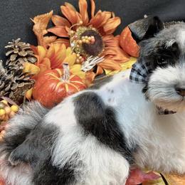 Miniature Schnauzers from 2M Miniature Schnauzers