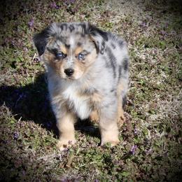 Australian Shepherd Puppies from HP Aussie Kennels