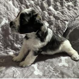 Spud-Baby boy 4 - Parti male Miniature Schnauzer puppy in Sacramento, California from Valdez Mini Schnauzers